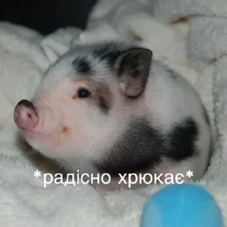 😃 emoji це вже всьо Telegram sticker 9 of 52