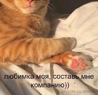 🥰 emoji любовь и котики Telegram sticker 24 of 61