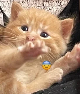 🌟 emoji marmylka Telegram sticker 8 of 71