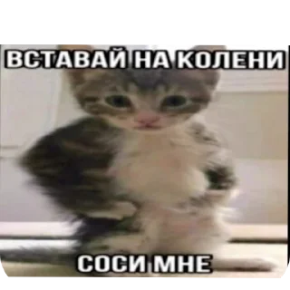 🐱 emoji Стики мамы Telegram sticker 14 of 61