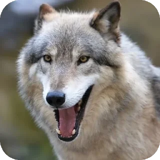 🐺 emoji в○●уки@makuushkaa Telegram sticker 19 of 81