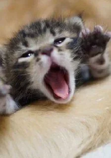 😲 emoji ебать я///дианочка!!! Telegram sticker 19 of 25