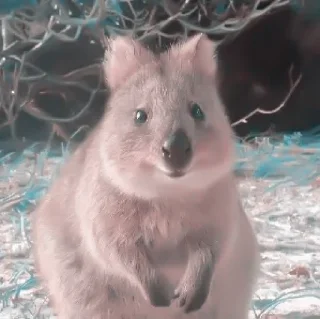 Sticker from » 🌱 quokka ! - @smstickerr