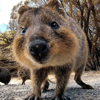 🙃 emoji Quokka (@pt_stickers) Telegram sticker 13 of 24