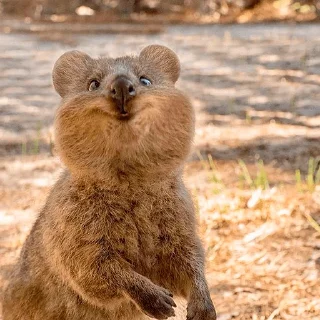🙂 emoji Quokka (@pt_stickers) Telegram sticker 22 of 24