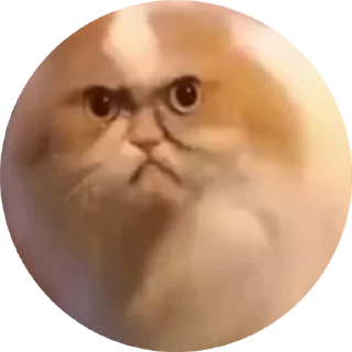 🌟 emoji 🐈🐈 Telegram sticker 13 of 17