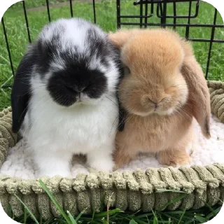 🐰 emoji Кролики от @qwekx1 Telegram sticker 20 of 46