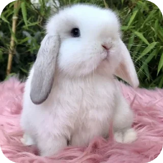 🐰 emoji Кролики от @qwekx1 Telegram sticker 7 of 46