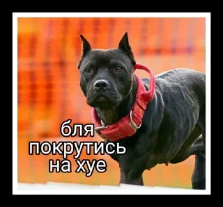 🤬 emoji Пипися Telegram sticker 18 of 45