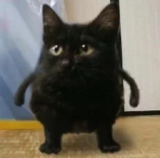 🐈 emoji котики няши Telegram sticker 5 of 33