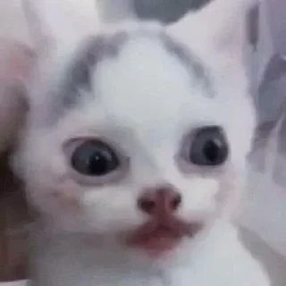 🐈 emoji котики няши Telegram sticker 19 of 33
