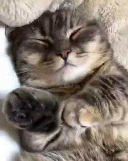 😴 emoji кокоа Telegram sticker 10 of 50