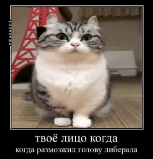 🐱 emoji Умный кот Telegram sticker 24 of 44