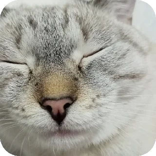 🐱 emoji Щимищимияй Telegram sticker 14 of 65