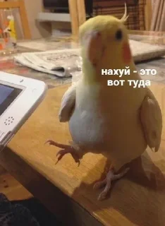 Sticker from ахуенни птицы от йеши
@kittcat