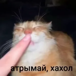 🌟 emoji Гении из лостов Telegram sticker 8 of 93