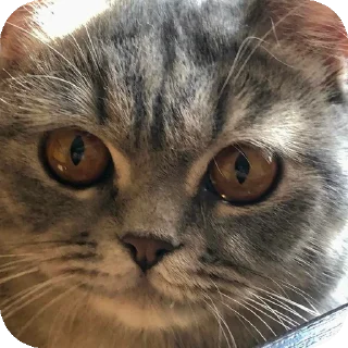 🐱 emoji Буся @BusichkaMeow Telegram sticker 20 of 31