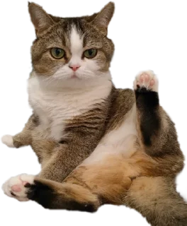👋 emoji Буся Telegram sticker 24 of 31