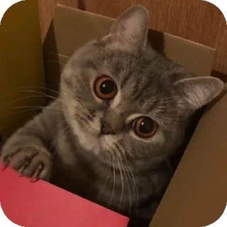 🐱 emoji Буся @BusichkaMeow Telegram sticker 16 of 31