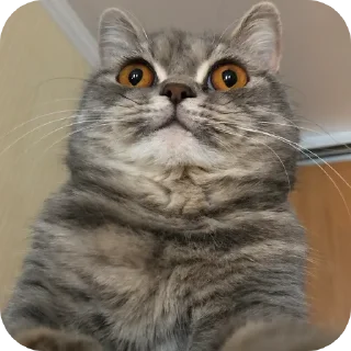 😀 emoji Буся @BusichkaMeow Telegram sticker 21 of 31