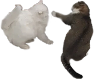😾 emoji Буся Telegram sticker 21 of 31
