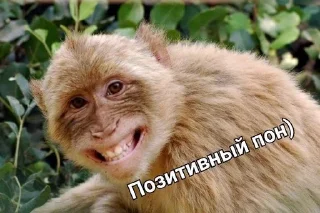 🦧 emoji Макаока Telegram sticker 14 of 50