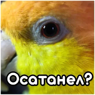 😠 emoji Попики | by @Popugasha_Arkasha Telegram sticker 17 of 20