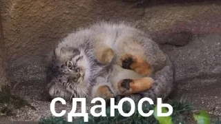 Sticker from Манулы от Хельга