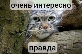 🥱 emoji Манулы от Хельга Telegram sticker 12 of 85