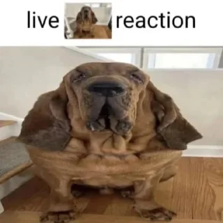 🐶 emoji Анекдот.Дня.exe Telegram sticker 24 of 53