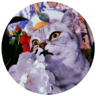 🌺 emoji Кори и Мира Telegram sticker 18 of 41