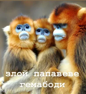 😡 emoji пепапеве гемабоди Telegram sticker 15 of 18