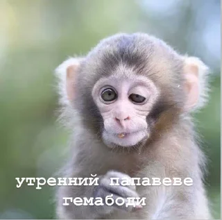 😴 emoji пепапеве гемабоди Telegram sticker 7 of 18