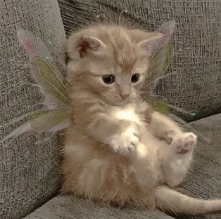 🦋 emoji Арабы Telegram sticker 13 of 17