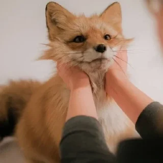 🐾 emoji Yeji-fox 💌 Telegram sticker 20 of 45
