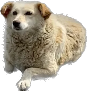 Sticker from DogsKobuleti