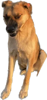 Sticker from DogsKobuleti