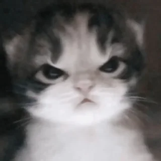 🐱 emoji 🐱 > > 𝖼𝖺𝗍𝗌  ⌑  ( ( @ywmlw ) Telegram sticker 15 of 45