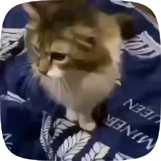 🐱 emoji Рандом видео Telegram sticker 11 of 27