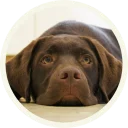Sticker from 🐾 Лабрадоры-шоколадки @lennysticker