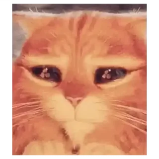 😂 emoji Коты Telegram sticker 23 of 30
