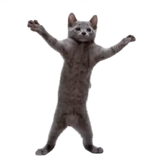 😂 emoji Коты Telegram sticker 17 of 30