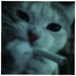 Sticker from Котики<3