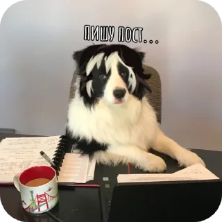 🐶 emoji Cody. Oc Женечки😎💕💘 Telegram sticker 11 of 24