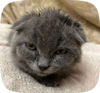 Sticker from котятя от увувси