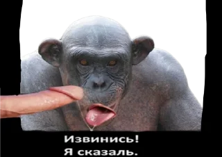 😡 emoji Обезьяна легенда Telegram sticker 13 of 13