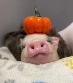 🌟 emoji piglets 🔥 Telegram sticker 10 of 25