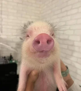 🌟 emoji piglets 🔥 Telegram sticker 11 of 25
