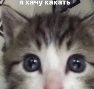 💩 emoji пися попа Telegram sticker 19 of 40
