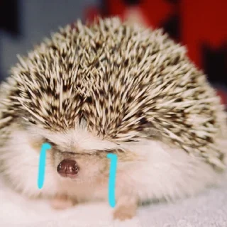 🦔 emoji Hedgehogs 💞🦔 Telegram sticker 13 of 36